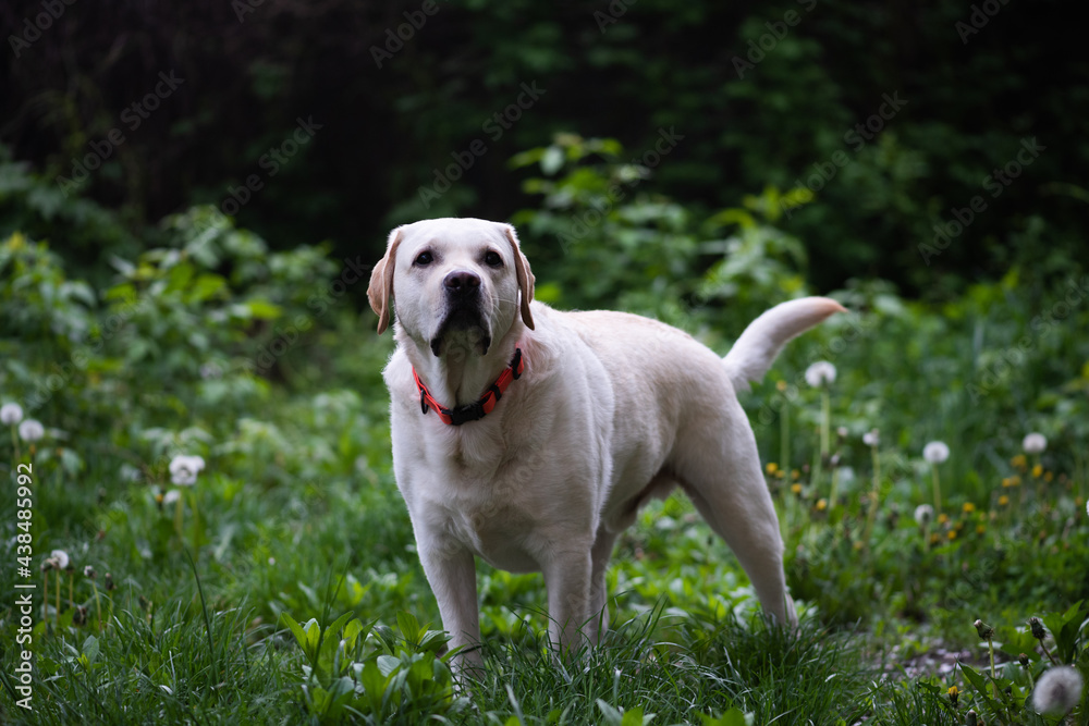 Labrador Retriever stands in a clearing