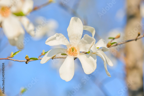 Blooming magnolia tree on sky background  closeup