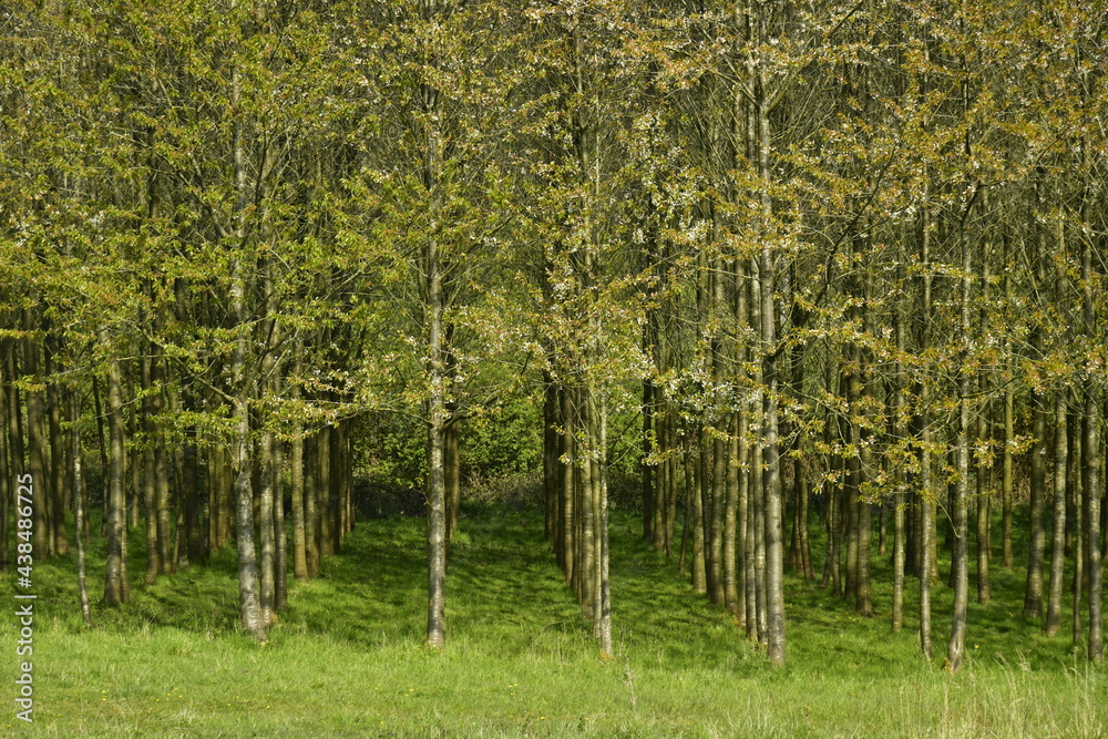 Naklejka premium Forêt de jeunes bouleaux plantés en rangées à l'arboretum de Groenendael au sud est de Bruxelles