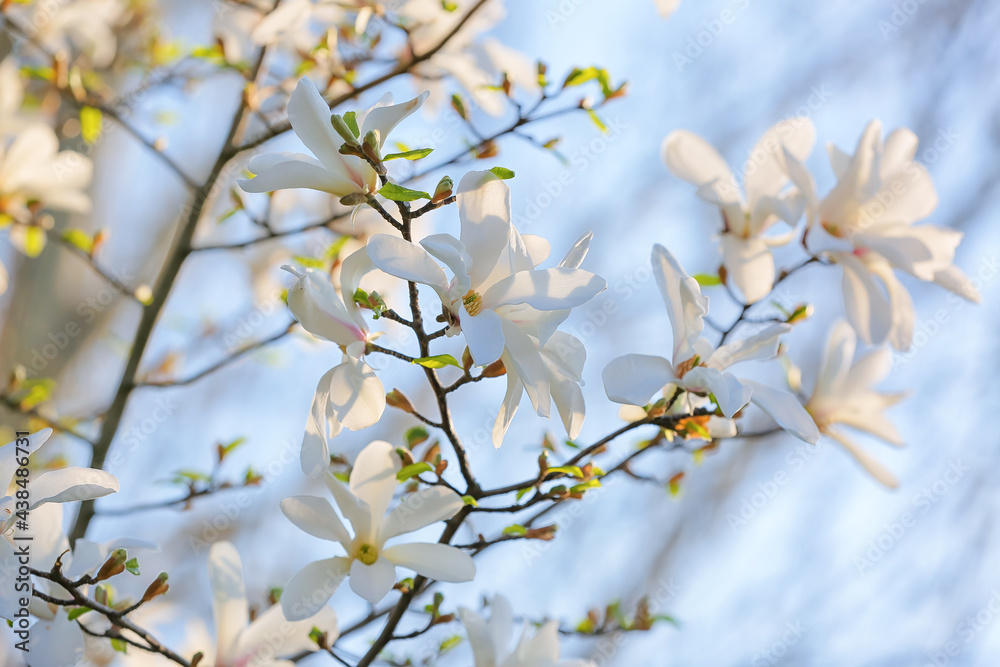 Blooming magnolia tree on sky background, closeup Blooming magnolia tree on sky background, closeup