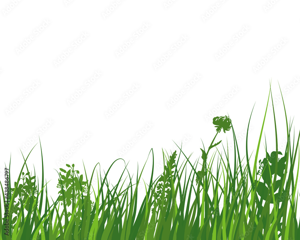 Fototapeta premium Green Grass Meadow