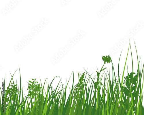 Green Grass Meadow