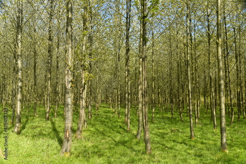 Fototapeta Naklejka Na Ścianę i Meble -  Forêt de jeunes bouleaux plantés en rangées à l'arboretum de Groenendael au sud est de Bruxelles