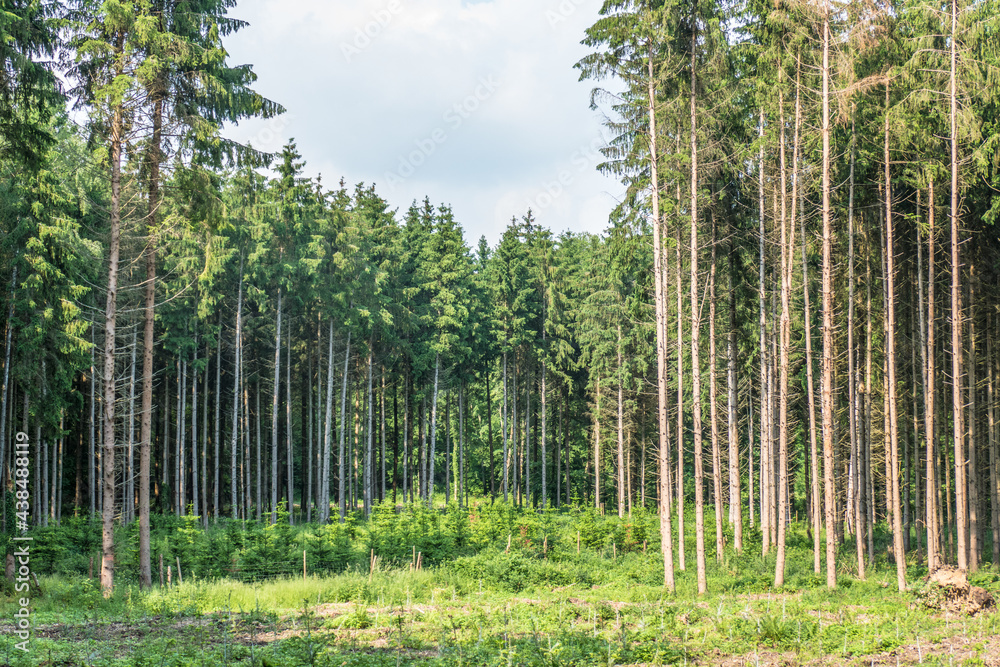 Wiederaufforstung im Mischwald im Frühjahr Wiederaufforstung im Mischwald im Frühjahr