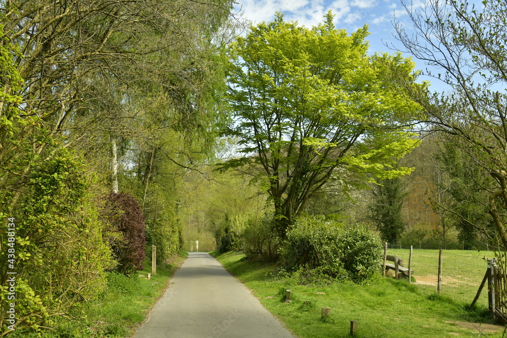 Route de promenade traversant la végétation luxuriante de l'arboretum de Groenendael au sud est de Bruxelles
