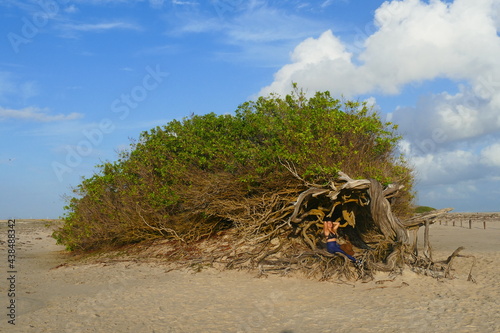 Lazy buttonwood (conocarpus erectus) tree that has not resisted the constant wind from the direction of the ocean and now grows horizontally. Button mangrove, family Combretaceae. Jericoacoara, Brazil photo