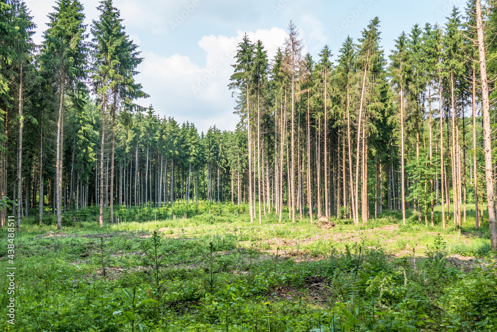 Wiederaufforstung im Mischwald im Frühjahr
