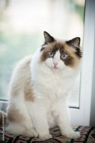 Young beautiful purebred Ragdoll cat at home
