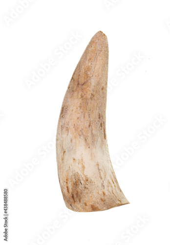 tiger tooth,fang of the beast isolated on white background