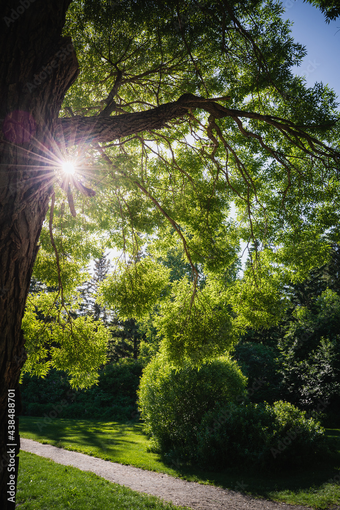 Obraz premium Summer landscape in a sunlit park. The path runs through beautiful trimmed bushes and trees. Warm season, summer time, garden care concept.