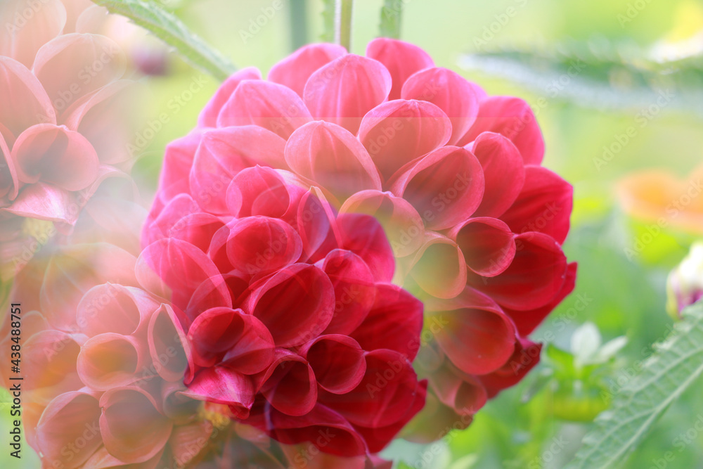 Fototapeta premium colorful of dahlia and green leaf with sun light