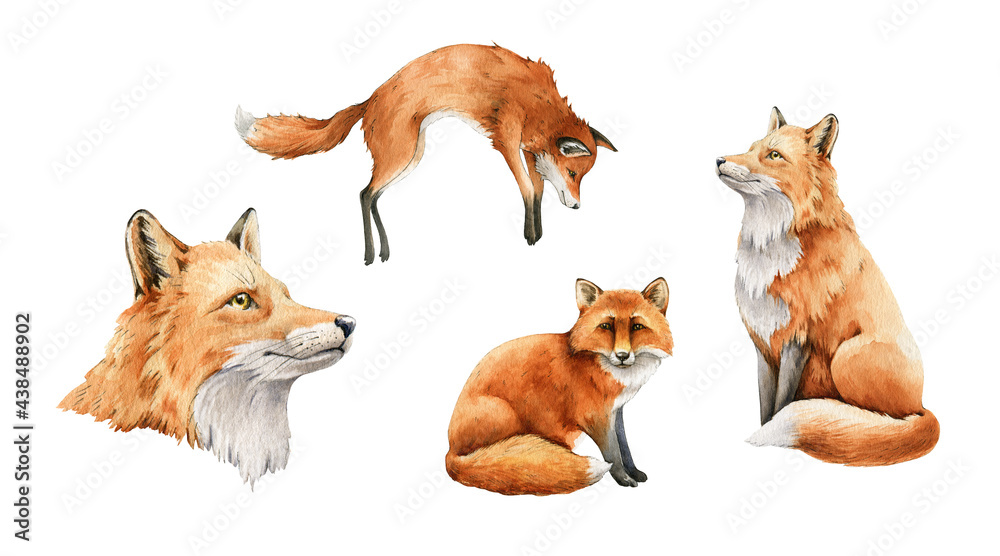 Red fox animal set. Watercolor illustration. Wild cute fox portrait, pose sit, jump, hunt collection. Wildlife furry animal with red fur and black paws. On white background. Wildlife mammal element