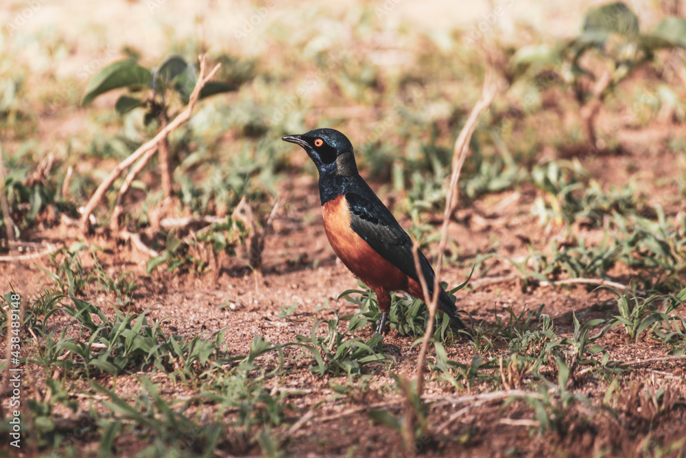 Wandern beim Bissil mountain
