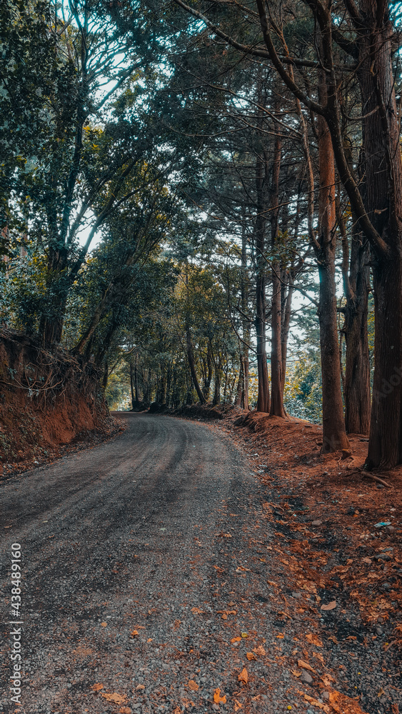Fototapeta premium path in autumn forest