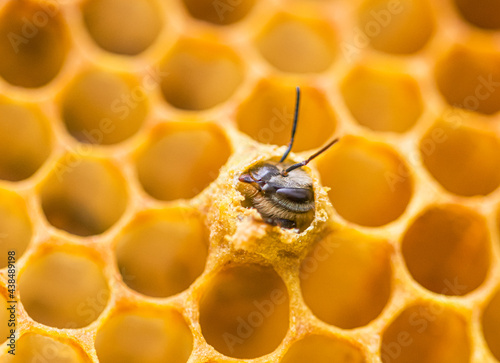 Fotografija A new honey bee (Apis mellifera) emerging from its brood cell
