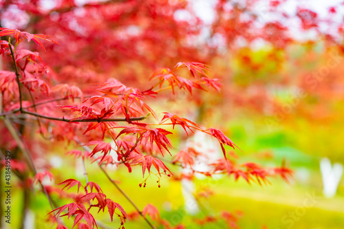 Beautiful maple leaves © snvv