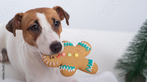 Jack russell terrier dog holds a christmas cookie in his mouth photo