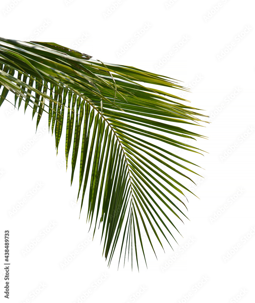 Obraz premium The palm leaf is on a white background.