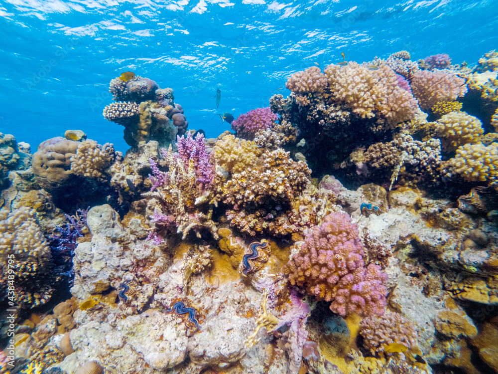 Fototapeta premium colorful corals and exotic fishes at the bottom of the red sea. beautiful natural summer background