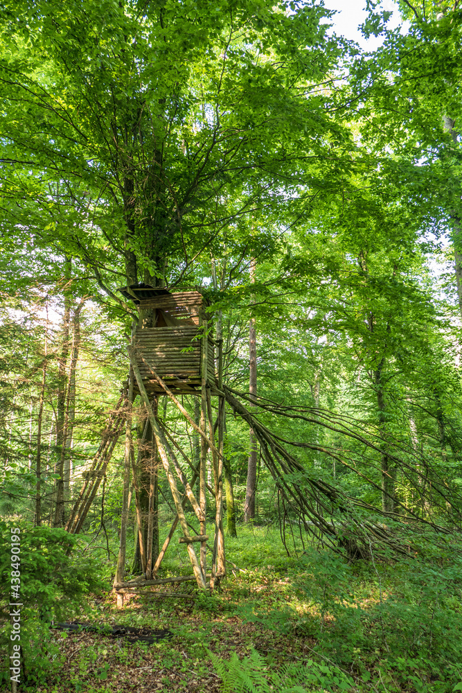 Obraz premium Von herabfallendem Baum beschädigter Hochsitz im Wald