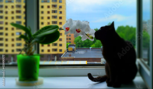 A black cat sits on the sill of an open window and is interested in an orchid standing next to it in a flower pot. View of other houses and roofs from the top floor.