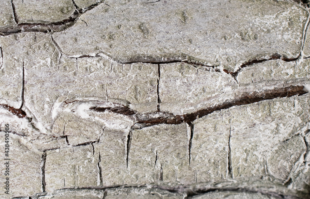Fototapeta premium pear tree bark close up