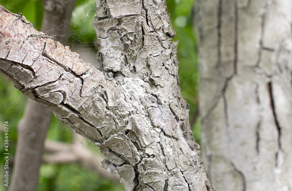 Fototapeta premium pear tree bark close up