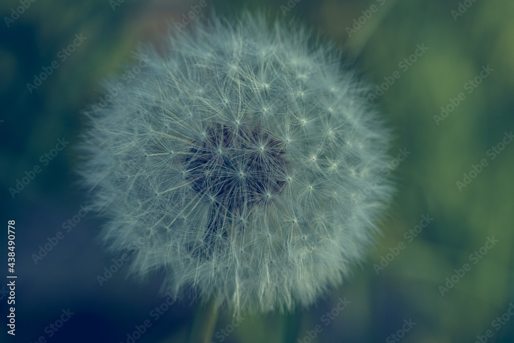 Macro shot of single dandelion (Lion\'s tooth) flower head with seeds and pappus in the meadow with green grass background