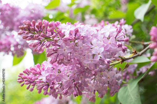 blooming lilacs in the garden in spring