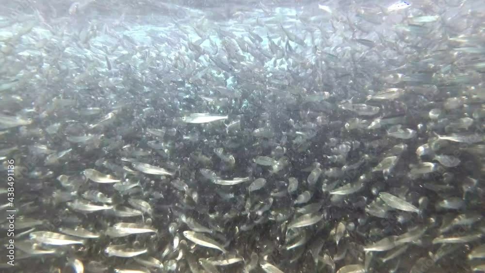 school of fish school of fish