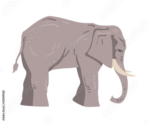 Standing Elephant as Large African Animal with Trunk  Tusks  Ear Flaps and Massive Legs Vector Illustration