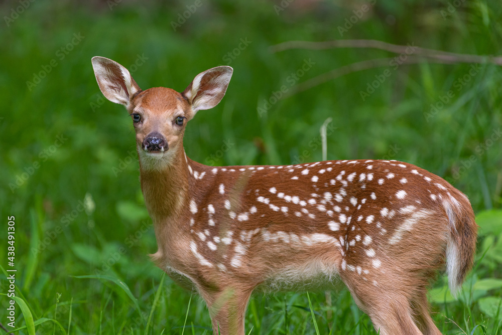Baby whitetail deer or fawn standing in the forest Baby whitetail deer or fawn standing in the forest