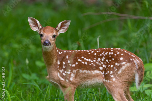 Baby whitetail deer or fawn standing in the forest photo