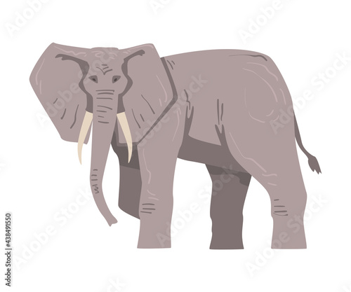Walking Elephant as Large African Animal with Trunk, Tusks, Ear Flaps and Massive Legs Vector Illustration