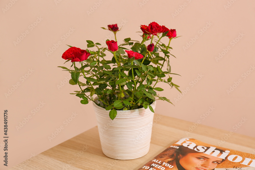 Beautiful red roses in pot and magazine on table near color wall