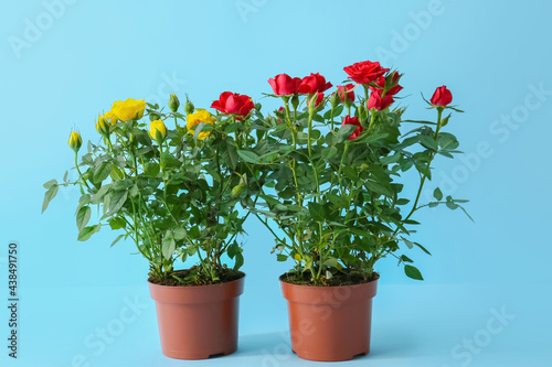 Fototapeta Naklejka Na Ścianę i Meble -  Beautiful roses in pots on color background