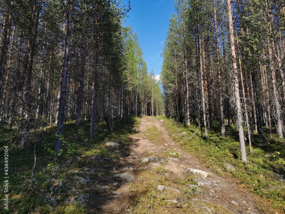 Obraz premium Forest sunny trail