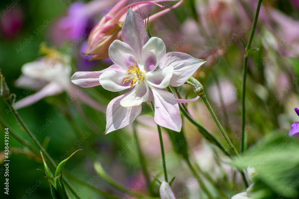 Fototapeta premium Close-up flowers in soft colors, pink tones. Fragrant flowers in the botanical park. Endemic plants. Fragrant and beautifully colored flowers. Selective focus.