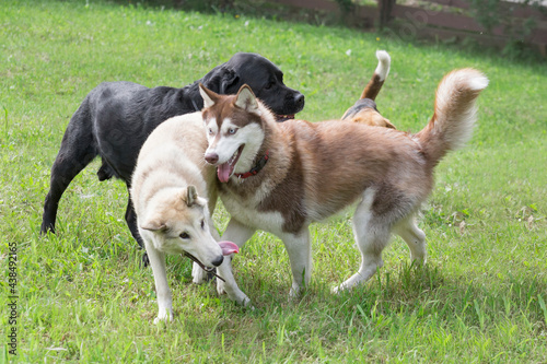 Siberian husky, west siberian laika and labrador retriever puppy are playing on a green grass in the summer park. Pet animals.