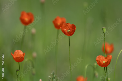 Poppy flower on green field