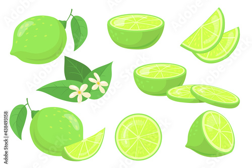 Whole and cut-up limes with leaves vector illustration set. Different elements of green juicy citrus fruit with flowers. Citrus, summer concept