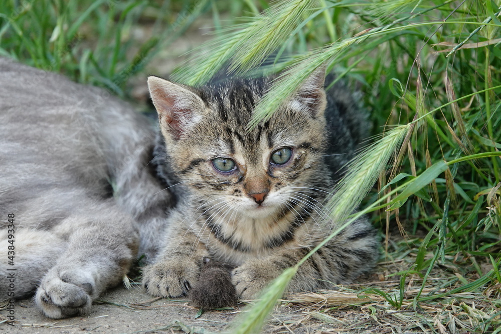 kitten on grass