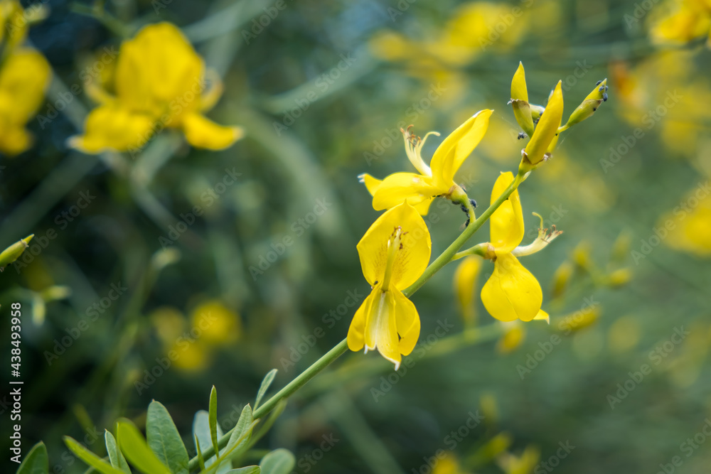 Close-up yellow flower. Flower of golden yellow color. Colorful flowers in the botanical park. Selective focus. Close-up yellow flower. Flower of golden yellow color. Colorful flowers in the botanical park. Selective focus.