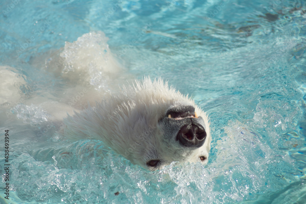 Big polar bear is swimming on a back in the water. Head close up. Ursus maritimus or Thalarctos Maritimus.