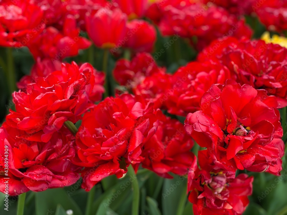 red tulips in garden. red and yellow tulips. red and white tulips. red tulips in garden. red and yellow tulips. red and white tulips.