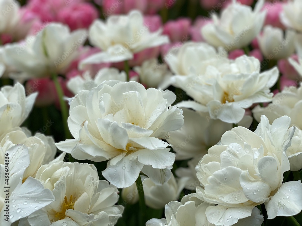 bouquet of white flowers. bouquet of roses. bouquet of white roses. bouquet of white flowers. bouquet of roses. bouquet of white roses.