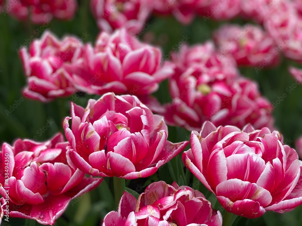 Obraz premium pink tulips in the garden. pink tulips. pink and white tulips. 