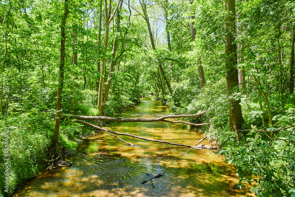 Fototapeta premium River in the Woods