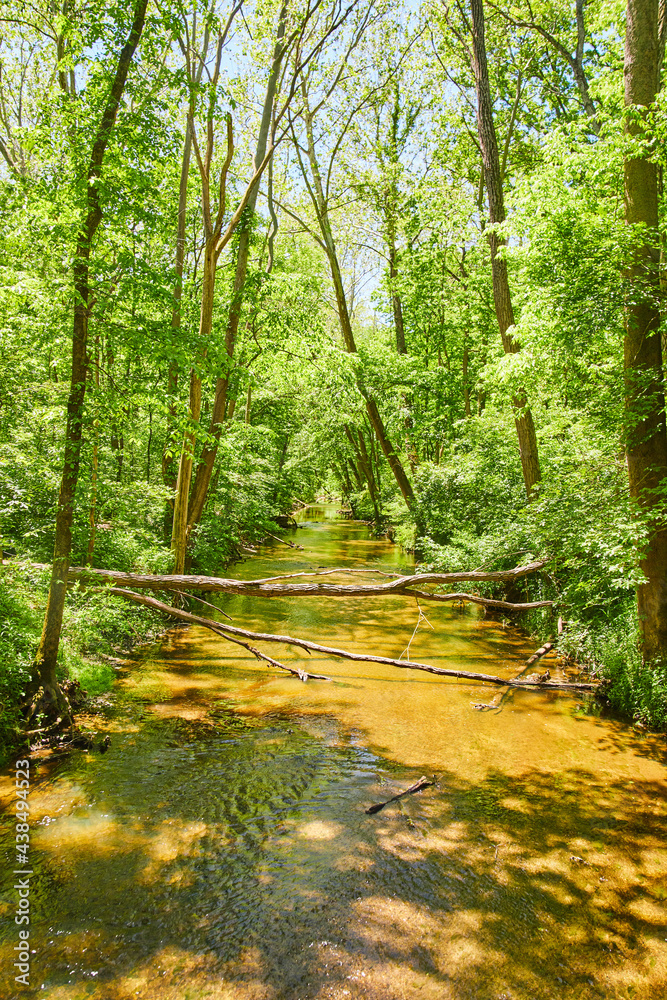 Obraz premium River in the Woods