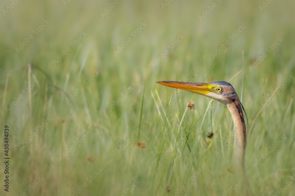 Nature and heron. Purple Heron. Lake nature habitat background. Bird: Purple Heron. Nature and heron. Purple Heron. Lake nature habitat background. Bird: Purple Heron.